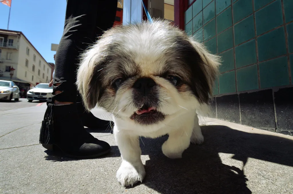 The Urban Dog Ownership Reality (sonstroem, Flickr, CC BY 2.0)