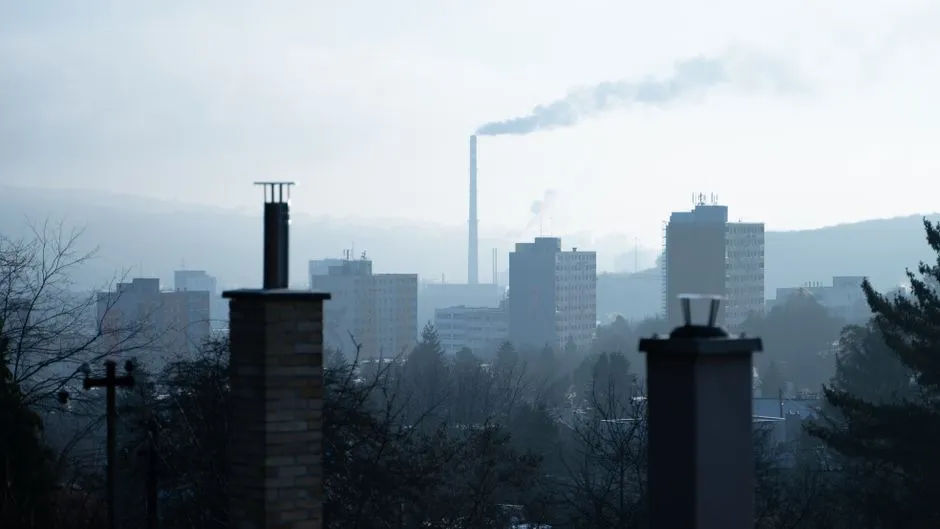 Lichen and Air Quality: Nature's Own Monitor (Image Credits: Pexels)