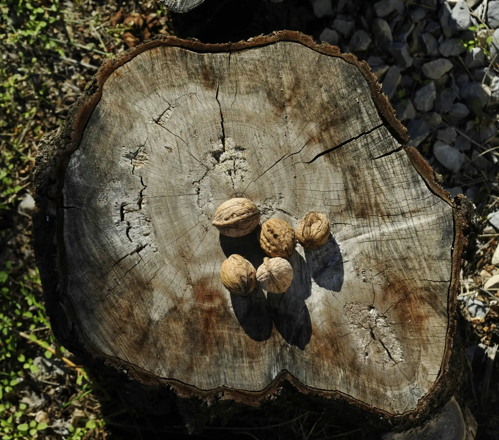 After the Tree Is Gone, the Problem Remains (Image Credits: Unsplash)