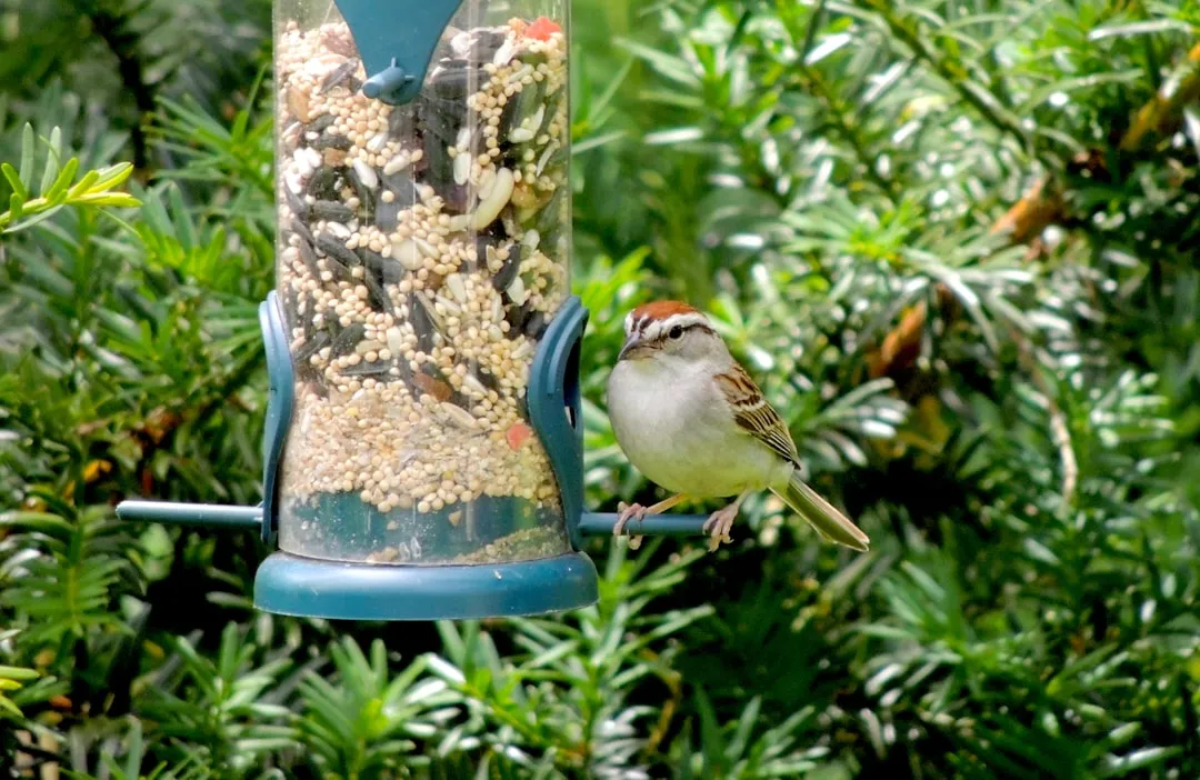 The Chipping Sparrow and Dark-Eyed Junco Mix-Up (Image Credits: Unsplash)