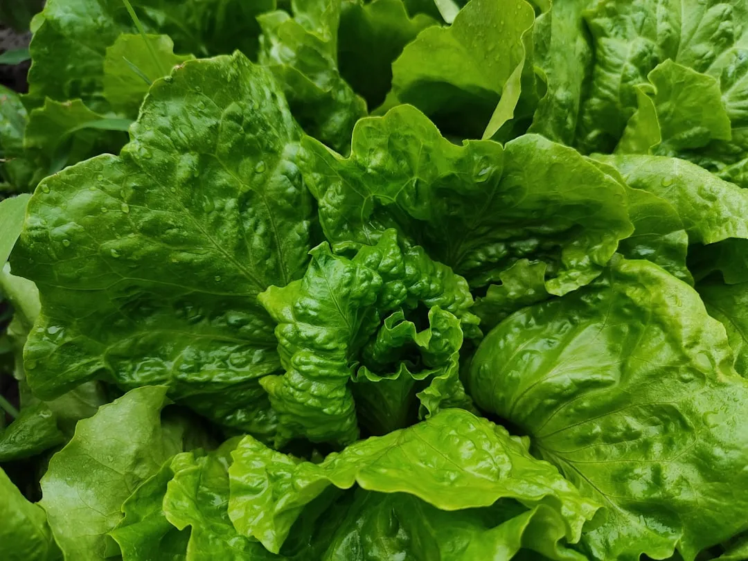 Food #3: Leafy Greens (Image Credits: Unsplash)