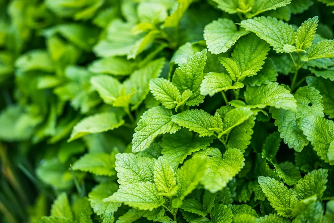4. Lemon Balm Tea: The Underrated Wind-Down Herb (Image Credits: Unsplash)