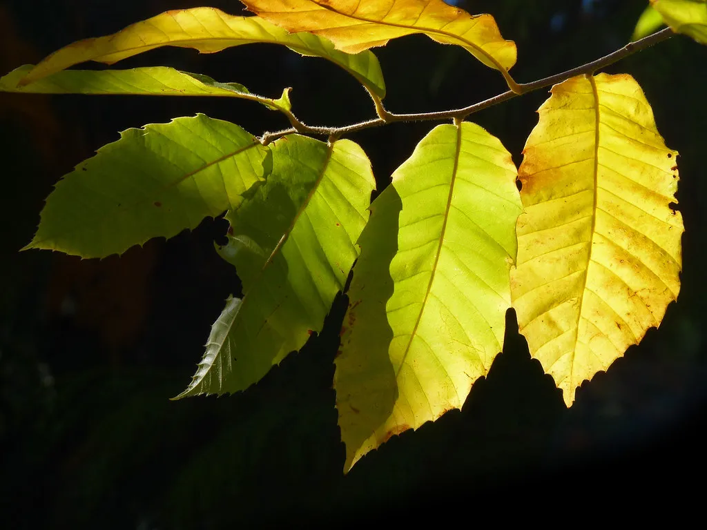 Concentrated Salts Cause Leaf Burn Instead of Feeding (.^.Blanksy, Flickr, CC BY 2.0)