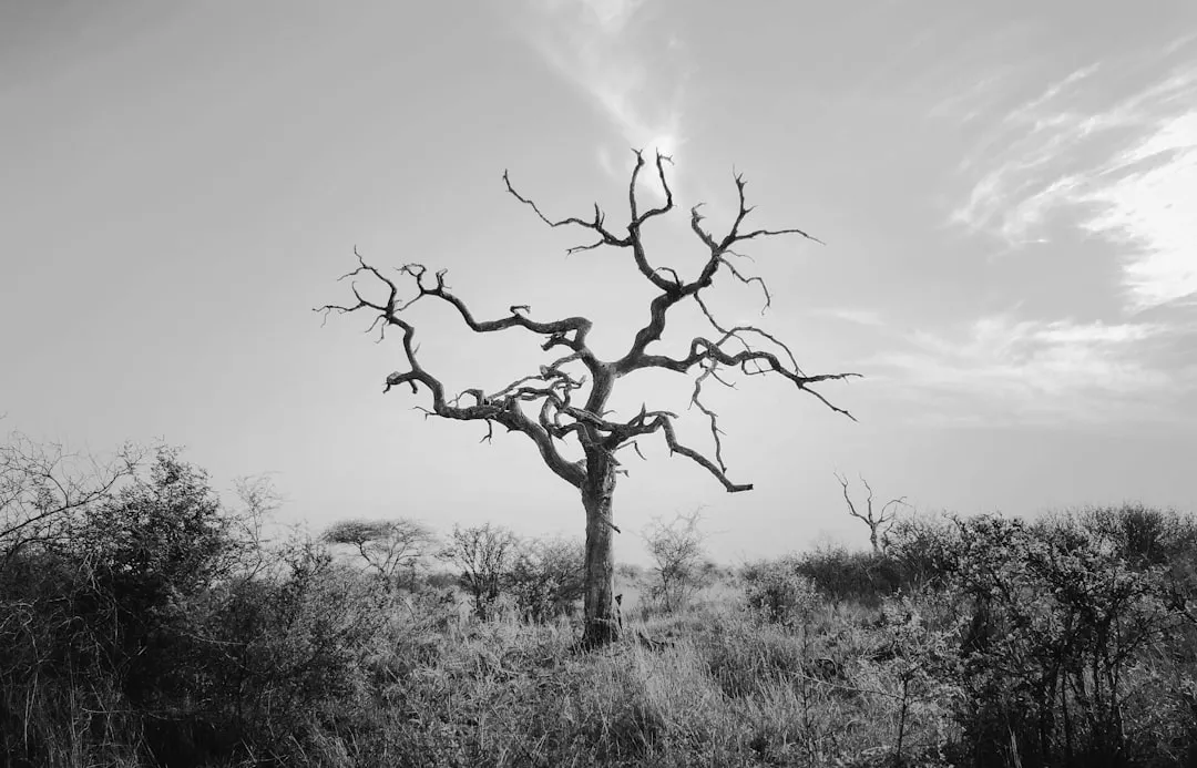 Warning Signs Your Tree Is Being Choked (Image Credits: Unsplash)
