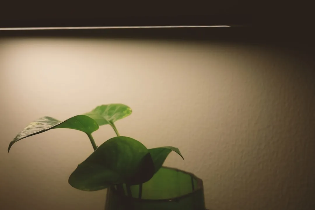Dimming vs. Raising: Which Adjustment Actually Works (Image Credits: Unsplash)