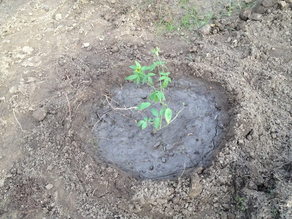 Own-Root Roses: The Cold-Climate Alternative (mmmavocado, Flickr, CC BY 2.0)