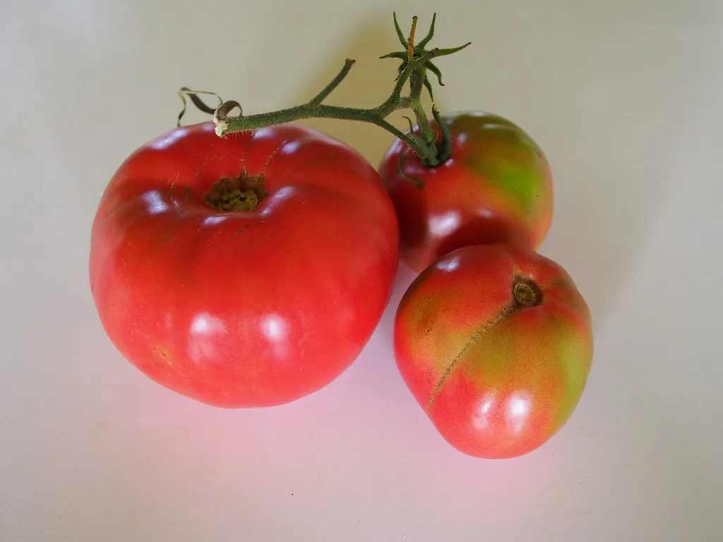 1. Brandywine Tomato: The Legend That Started It All (F. D. Richards, Flickr, CC BY-SA 2.0)