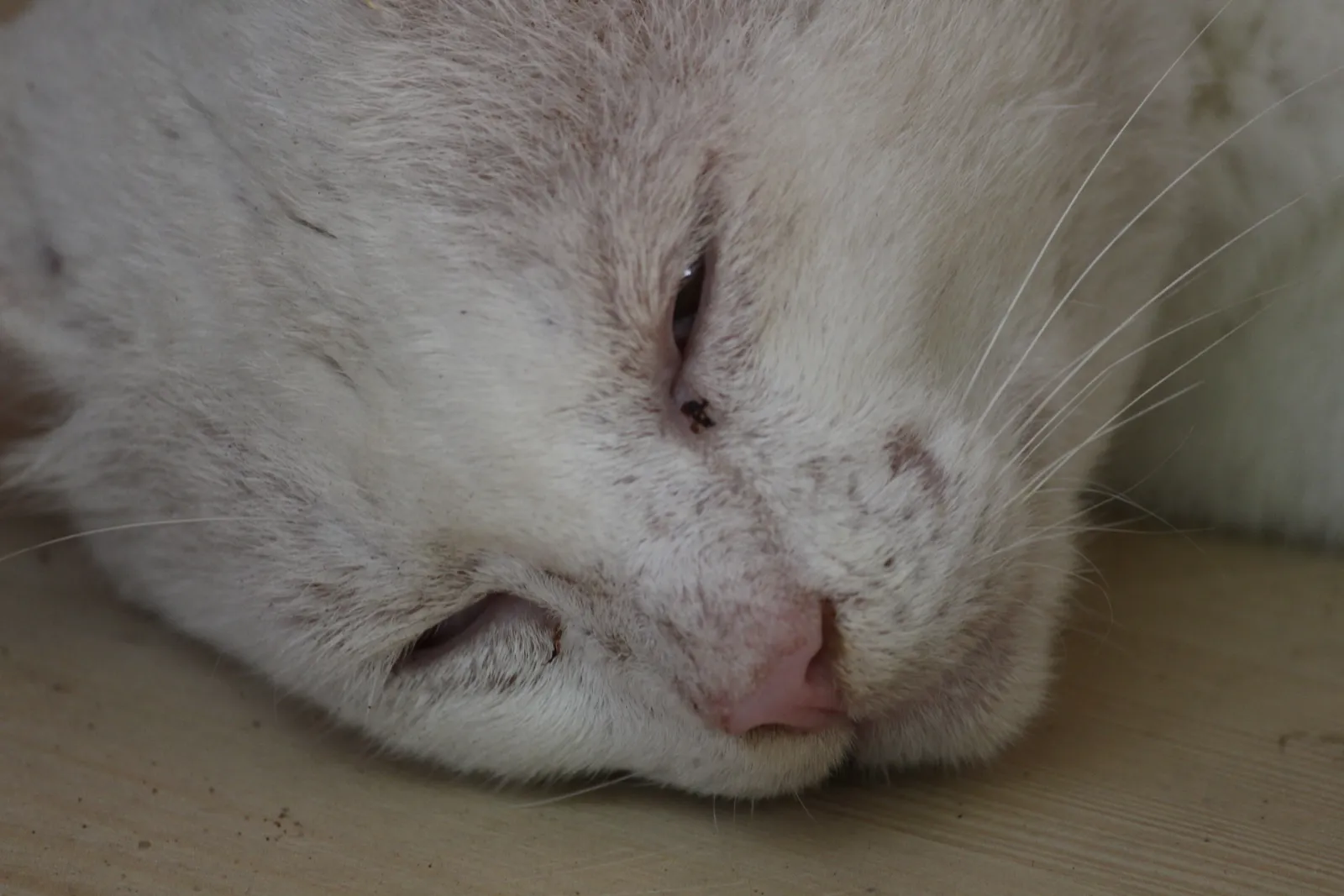 A Tool for Vets and Anxious Cats (By Navaneeth Krishnan S, CC BY-SA 4.0)