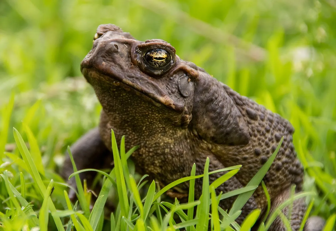 Understanding What a Toad Actually Needs (Image Credits: Pixabay)