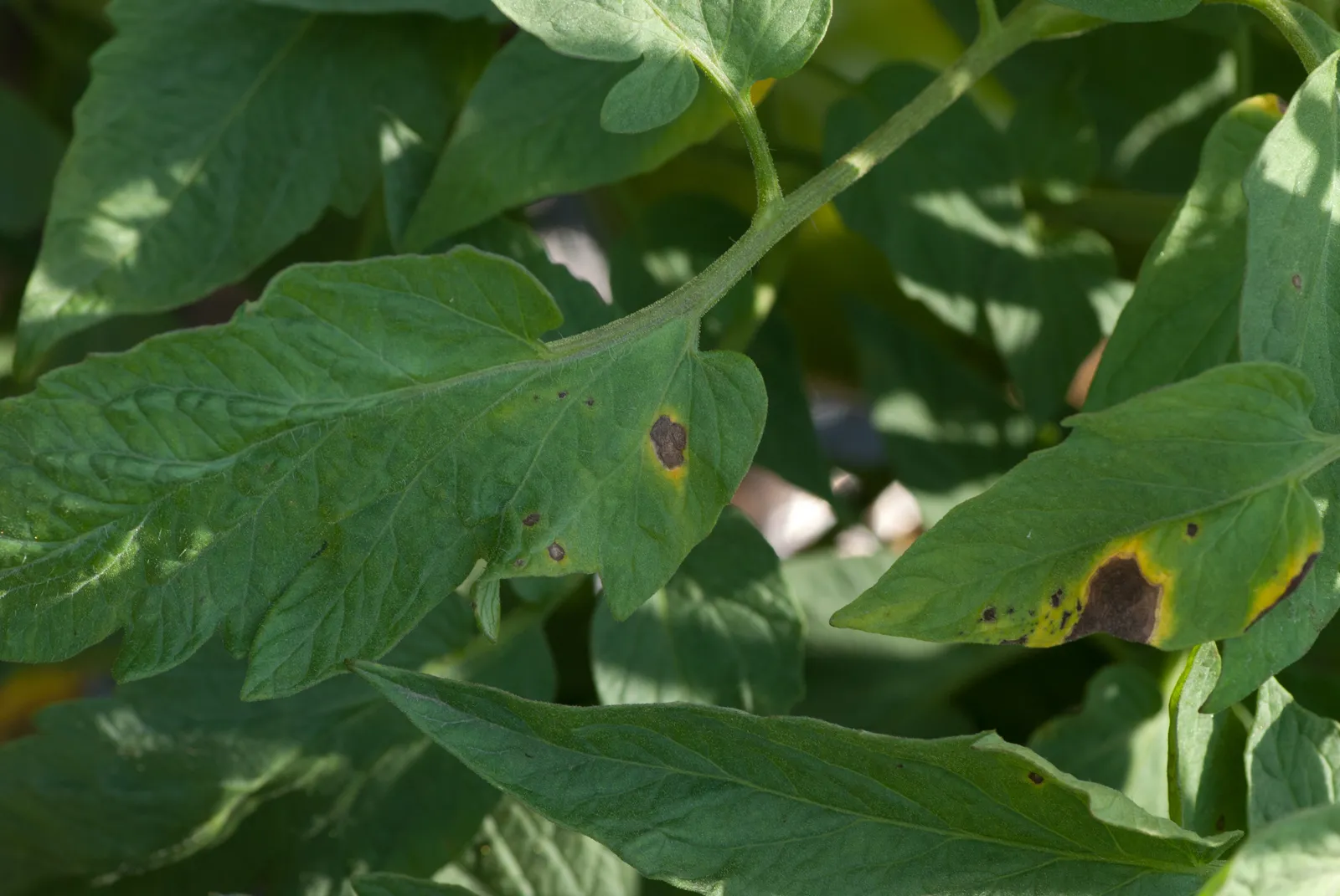 6. Check For Early Blight On The Lower Leaves (Early blight on tomato leaves

Uploaded by Jacopo Werther, CC BY 2.0)