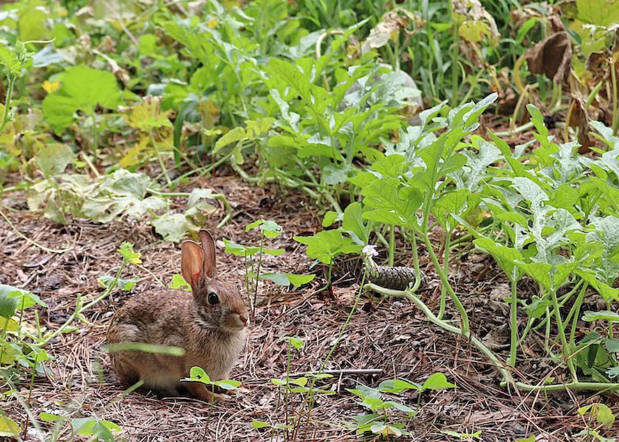 How to Respond When Your Rabbit Thumps (611catbirds, too, Flickr, CC BY 2.0)