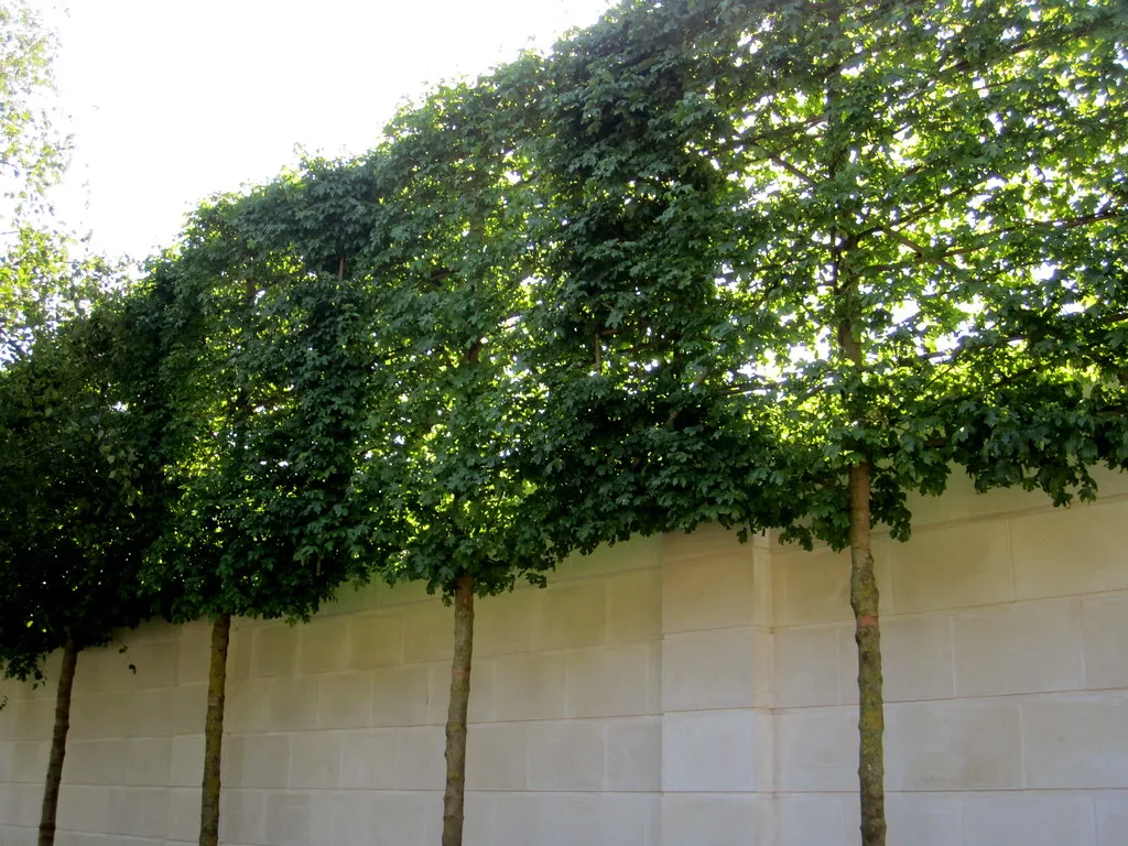 The Real Value: What a Living Screen Actually Adds to Your Property (La Citta Vita, Flickr, CC BY-SA 2.0)