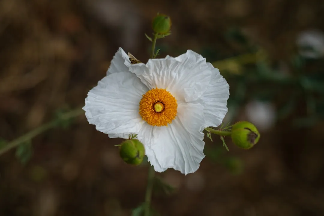 1. Matilija Poppy (Romneya coulteri): The Queen of All Flowers (Image Credits: Unsplash)