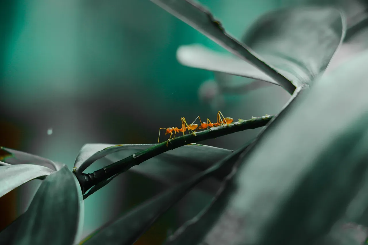 The Wildflowers That Depend on Ants Most Heavily (Image Credits: Pixabay)