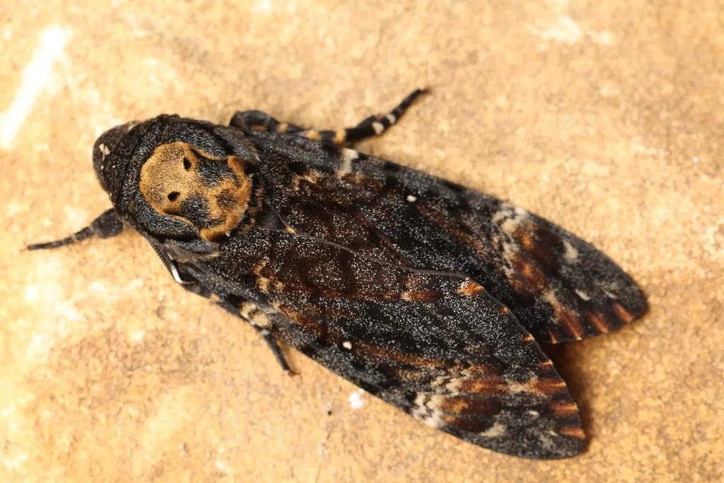 When and Where to Expect Garden Sightings (Alastair Rae, Flickr, CC BY-SA 2.0)