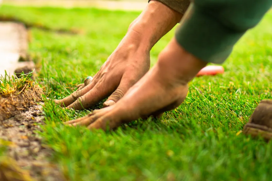 The Immaculate Lawn: Precision and the Need for Order (Image Credits: Unsplash)