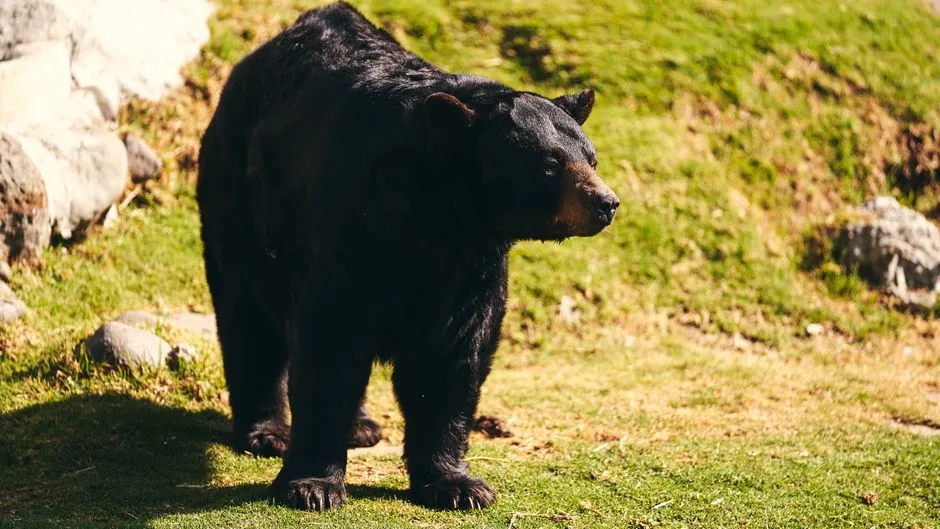 Bears Are Opportunists, and Suburbs Are Full of Opportunities (Image Credits: Pexels)