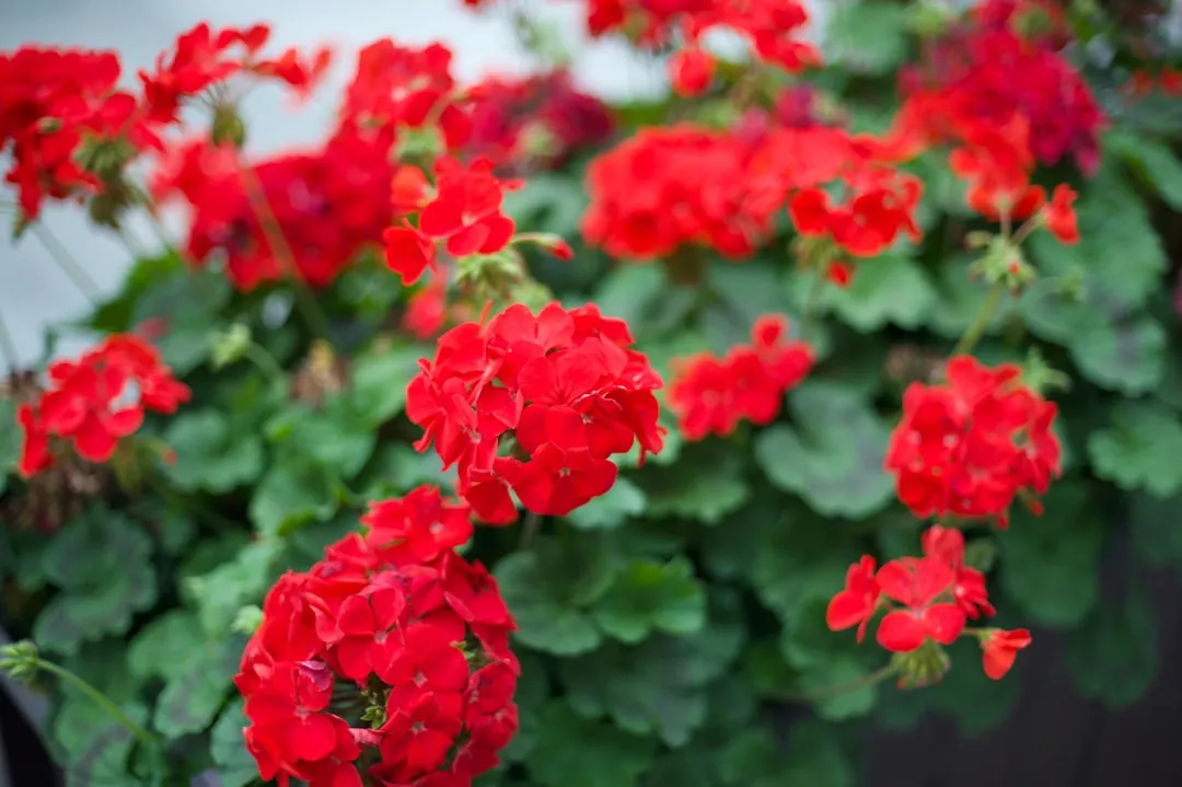 Zonal Geraniums Actively Repel Bees (Image Credits: Unsplash)