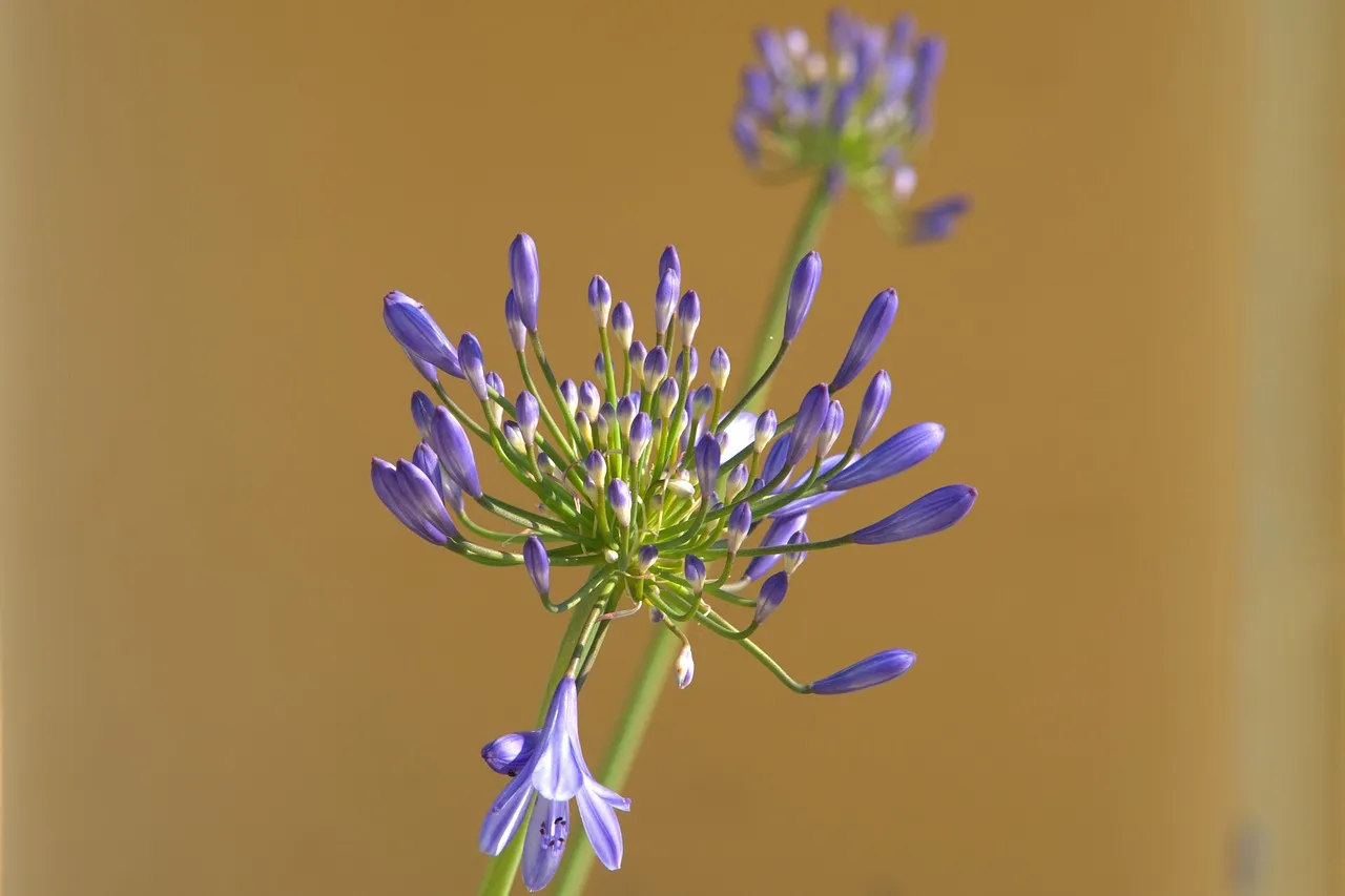 Agapanthus: Long Beach's Signature Bloom (Image Credits: Pixabay)