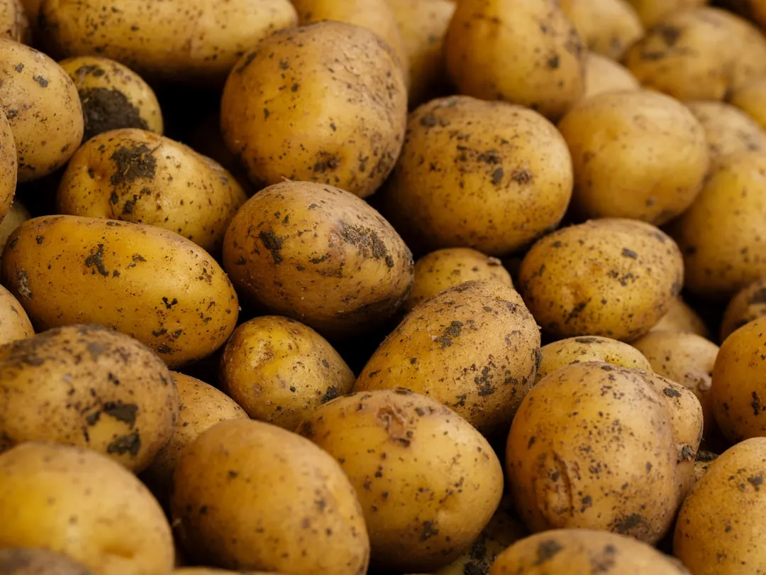 The Cold Sweetening That Backfires: Potatoes (Image Credits: Unsplash)