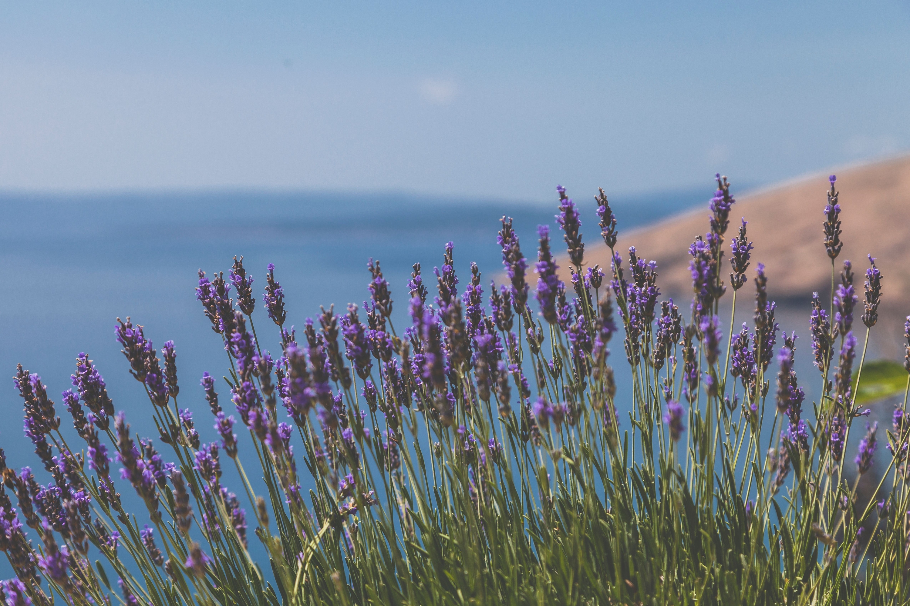 If You Want Your San Diego Garden to Flourish, Plant These 5 Coastal Beauties