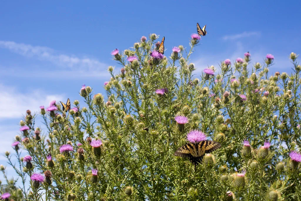 Yield and Diversity: Monoculture vs. The Three Sisters (mypubliclands, Flickr, CC BY 2.0)