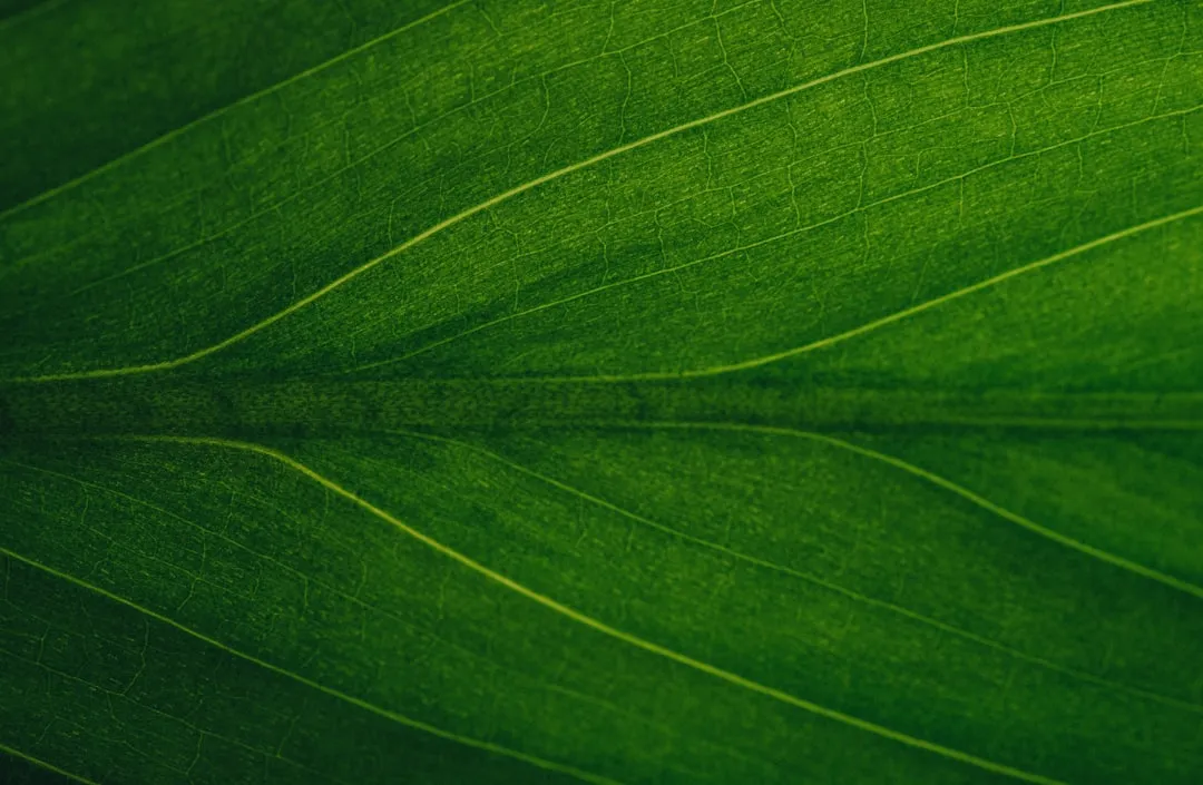 Stomata Close During Peak Heat, Blocking Foliar Absorption (Image Credits: Unsplash)