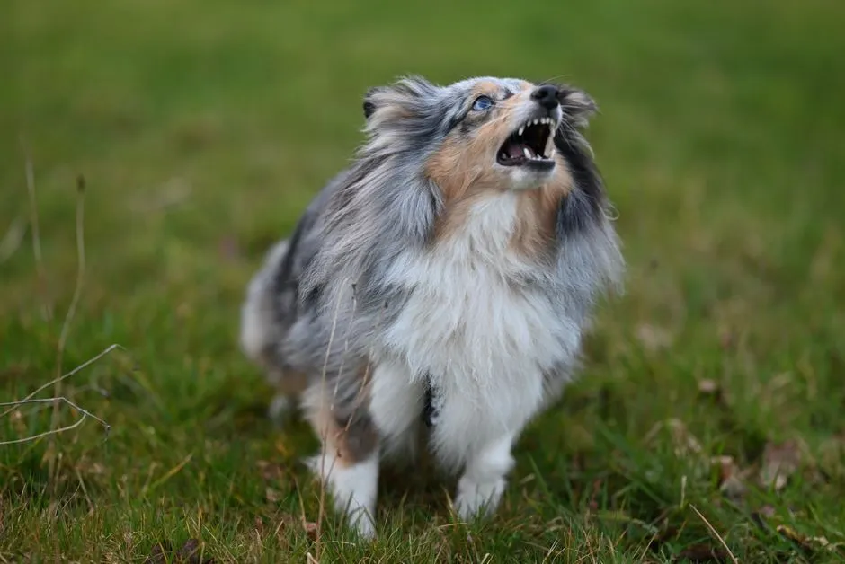 Why Anxious Barking Can Look Exactly Like Excitement (Image Credits: Pexels)