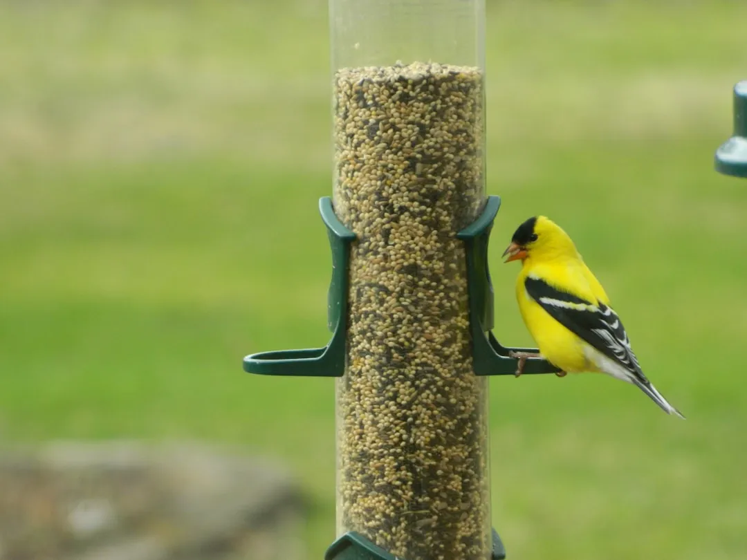 What Seed to Pair With Each Feeder Style (Image Credits: Unsplash)