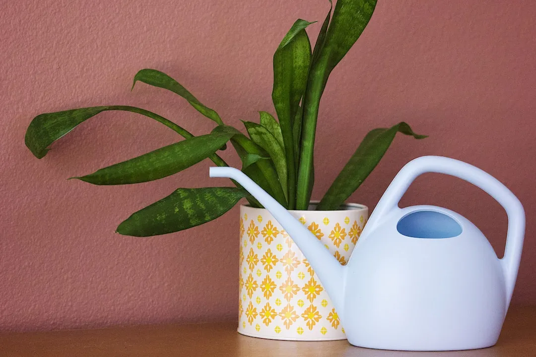 Watering Strategy That Actually Works (Image Credits: Unsplash)