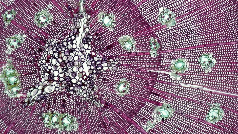 The Cavitation Theory: What's Physically Happening Inside the Plant (Image Credits: Pexels)