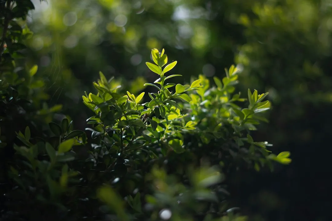 How Much Green Is Enough? (Image Credits: Unsplash)