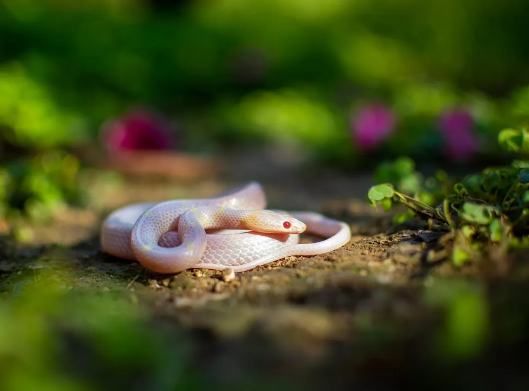 Food Scarcity After Winter Pushes Them into Yards (Image Credits: Unsplash)