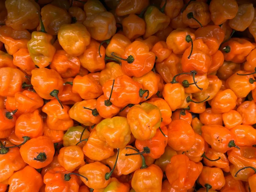 Which Varieties Overwinter Best (Image Credits: Pexels)