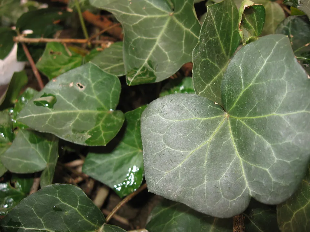 How Ivy Actually Attaches Itself to Brick (maliciousmonkey, Flickr, CC BY-SA 2.0)