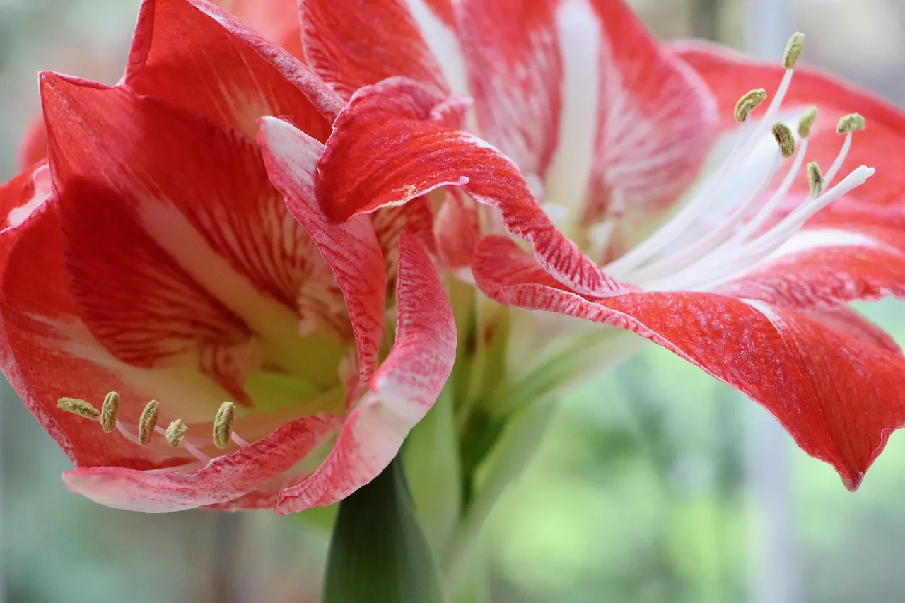 The Bulb Is Young or Was Undersized When Purchased (Image Credits: Pixabay)