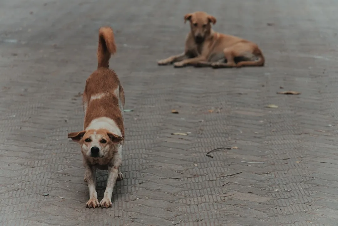 Missing Early Warning Signs During Walks (Image Credits: Unsplash)