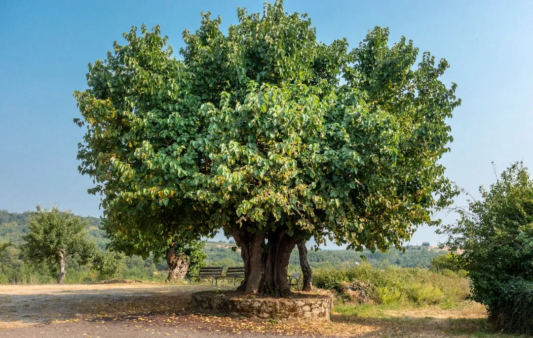The Boundary Tree Problem Nobody Warns You About (Image Credits: Unsplash)