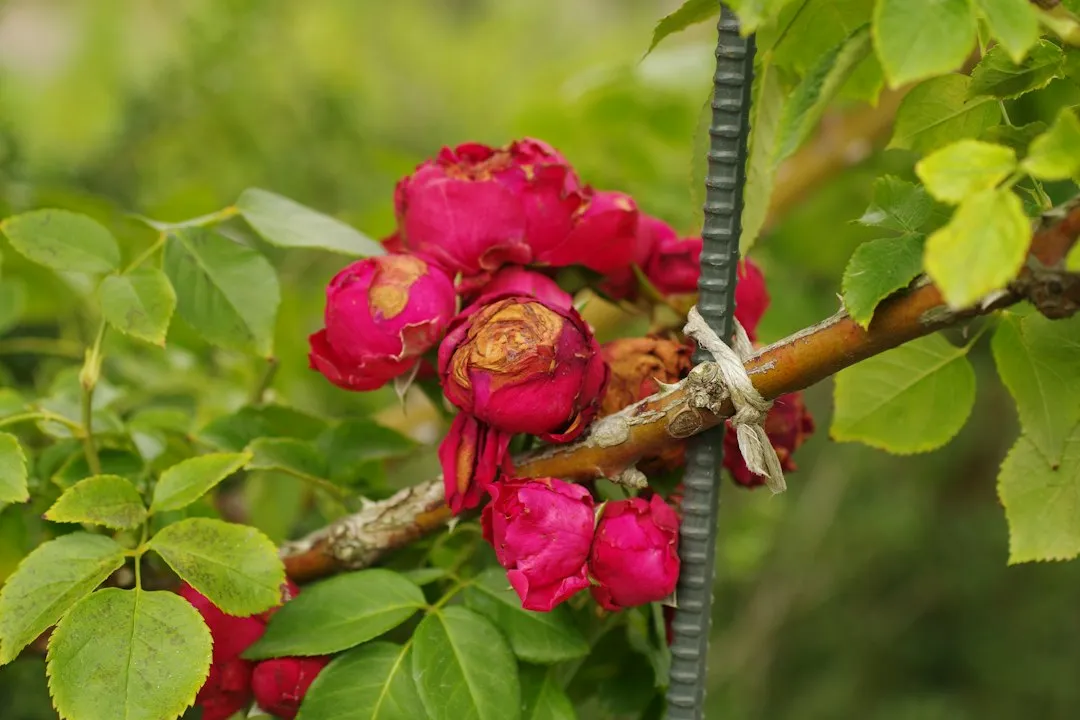 How to Spot the Change Before the Flowers Appear (Image Credits: Unsplash)