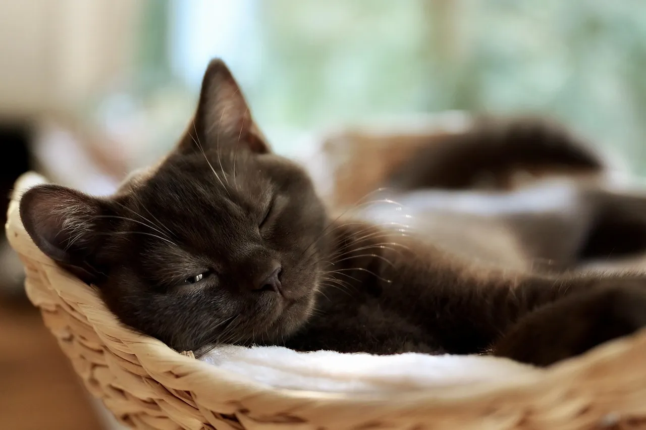 Purring Can Lower Blood Pressure and Reduce Stress in Humans (Image Credits: Pixabay)