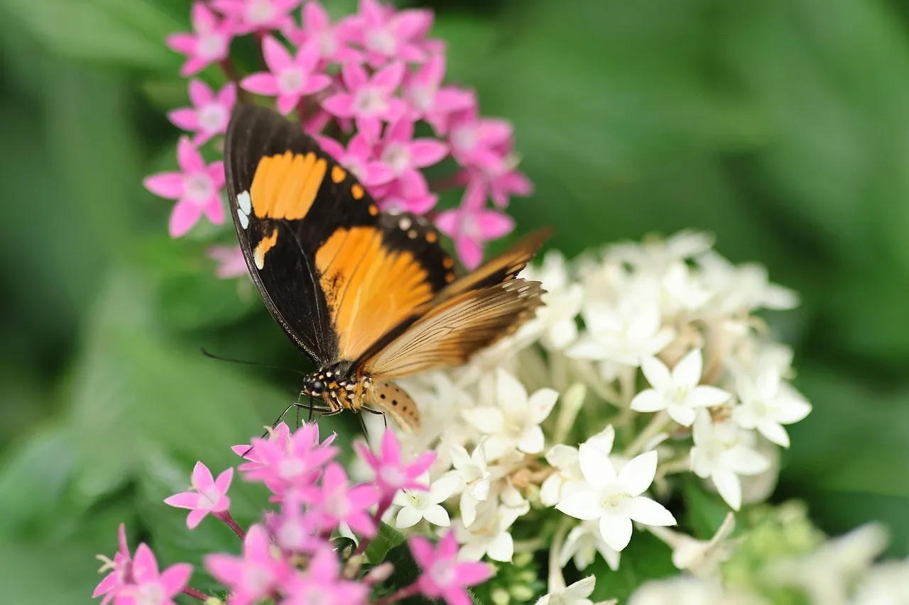 Nectar Is Not Enough (Image Credits: Pixabay)