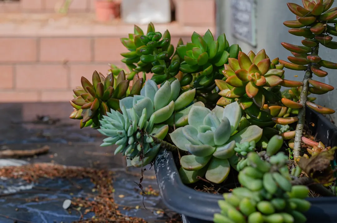 Overwatering Is the Number One Killer of Succulents (Image Credits: Unsplash)