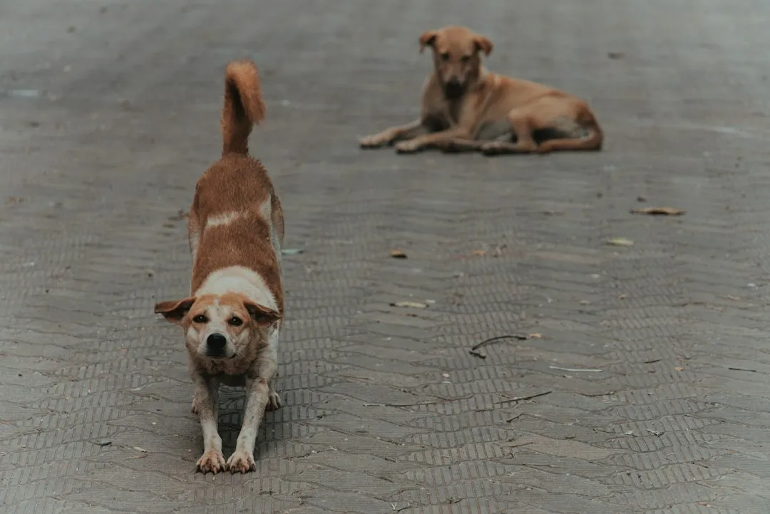 When to Call the Vet, Not Tomorrow but Now (Image Credits: Unsplash)