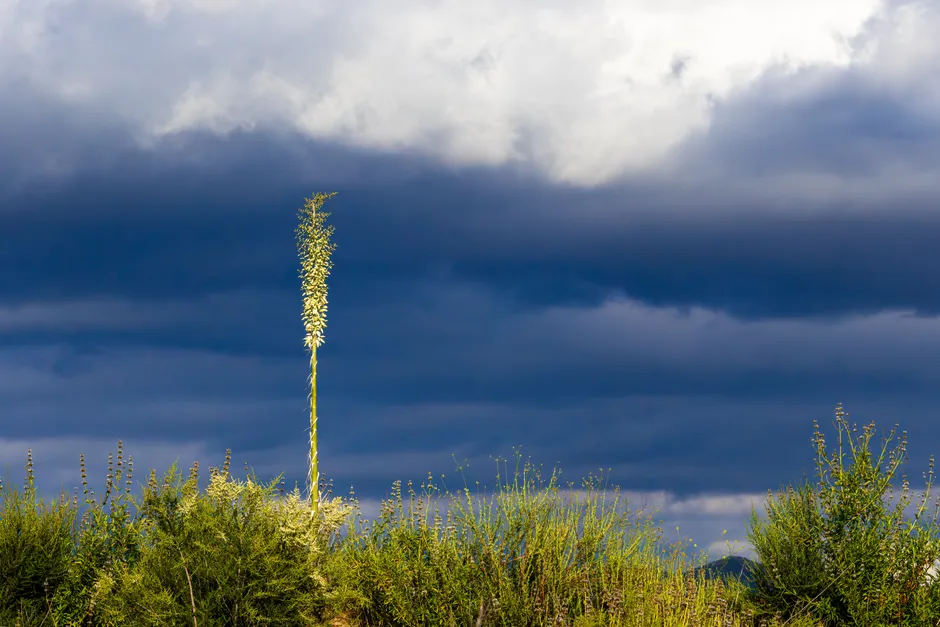 Structural Weakness and Storm Damage (Image Credits: Pexels)