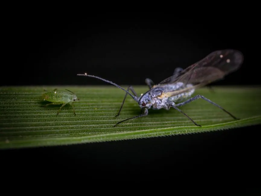 Grubs and Insects Are Eating the Roots (Image Credits: Pexels)