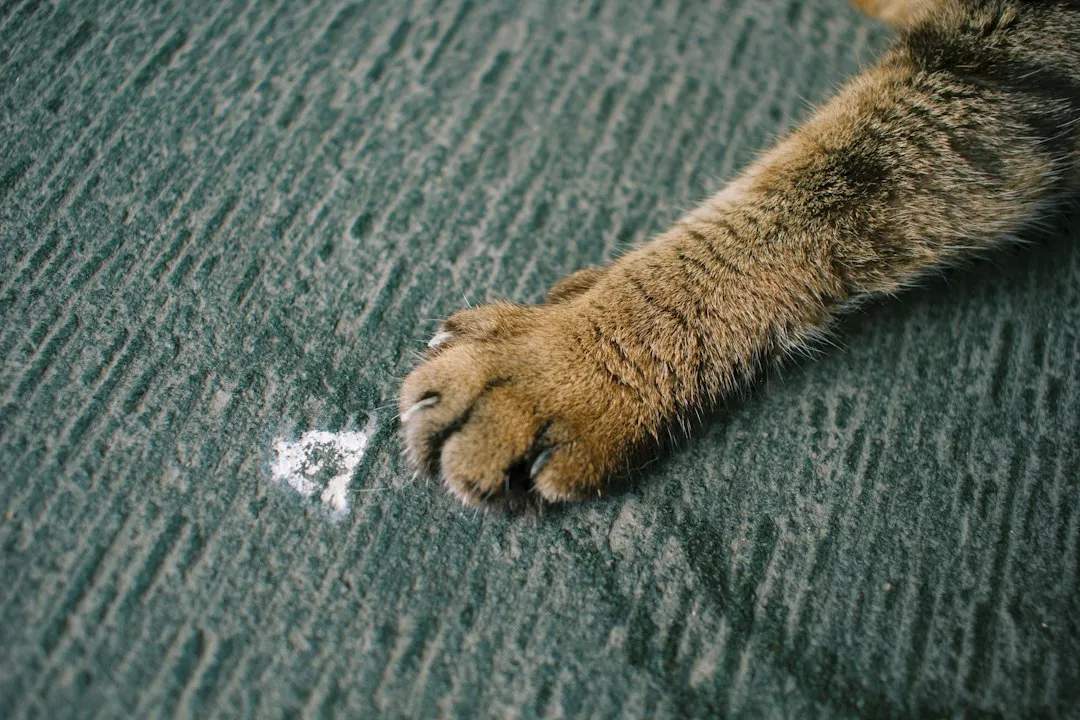 Territory Marking Through the Paws (Image Credits: Unsplash)