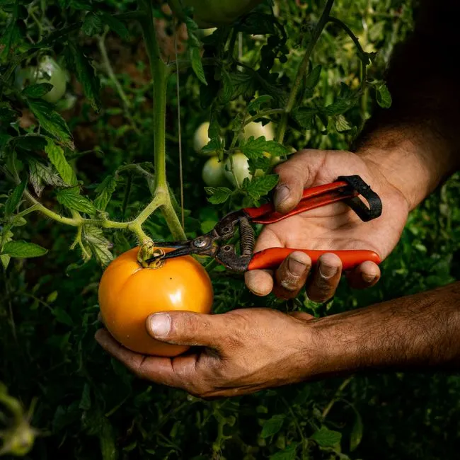 Determinate vs. Indeterminate: The Rule That Changes Everything (Image Credits: Pexels)