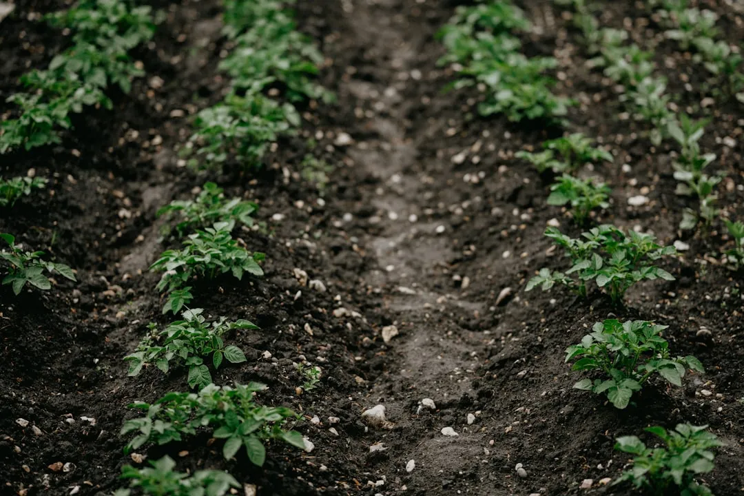 The Case Against Planting Too Far Apart (Image Credits: Unsplash)