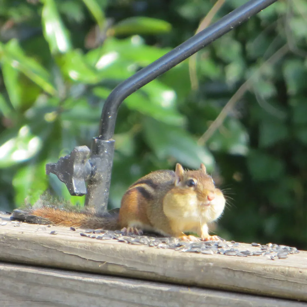 Not All Food Is Treated Equally (611catbirds, too, Flickr, CC BY 2.0)