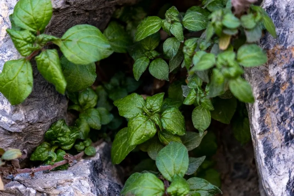 It Will Quietly Take Over Your Other Plants (Image Credits: Pexels)